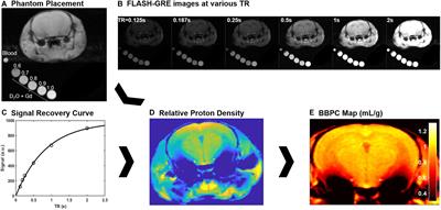 Novel Calibrated Short TR Recovery (CaSTRR) Method for Brain-Blood Partition Coefficient Correction Enhances Gray-White Matter Contrast in Blood Flow Measurements in Mice